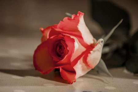 Red rose の写真素材