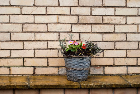 Plant pot of flowers shown against a brick wall