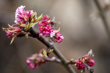 Cherry blosom tree with background bohekの写真素材