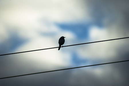 Bird sat on an electric overhead wire