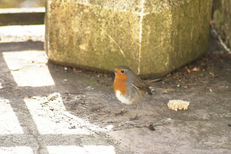Robin shown in a devon garden UK .の写真素材