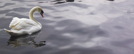 Swans shown on a lake,の写真素材