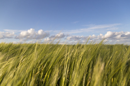 Wild grass in a field in kingswear, Devon UK, Low DOF used to imagesの写真素材