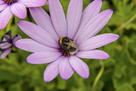 Bumble bee sat on a pink flowerの写真素材