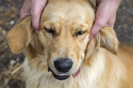 Golden retriever pulling a silly face .の写真素材