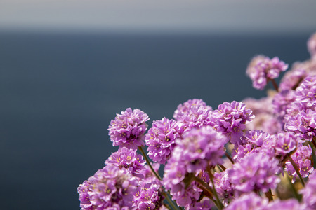 Sea thrift by the coast in devon ukの写真素材