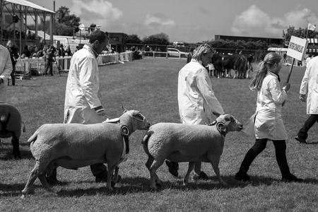 Wadebridge Cornwall UK June 6 2015  Showing Sheep in a parade in a green grass field at a local showのeditorial素材