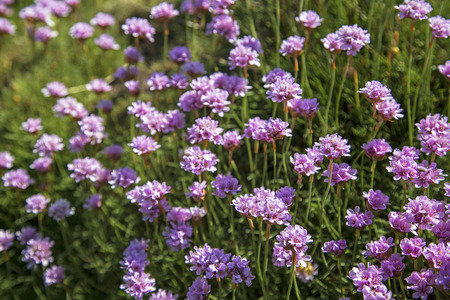 Sea thrift by the coast in devon ukの写真素材