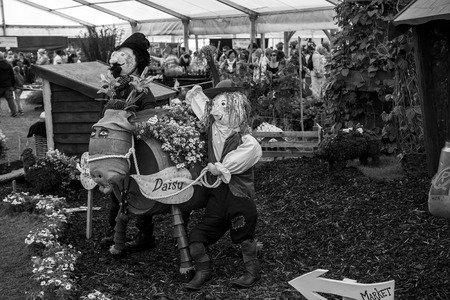 Wadebridge Cornwall UK June 6 2015  Showing daisy the cow at a county showのeditorial素材