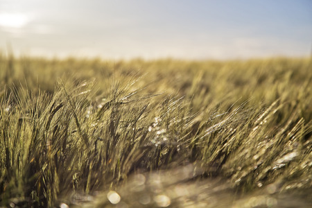 Wild grass in a field in kingswear, Devon UK, Low DOF used to imagesの写真素材