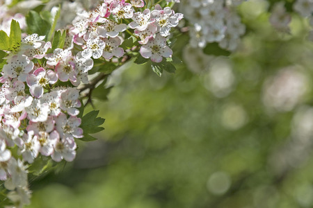Hawthorn flower with bokeh in a british garden