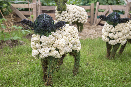 Wadebridge Cornwall UK June 6 2015  Showing temporary white farm sheep made from cauliflowersのeditorial素材