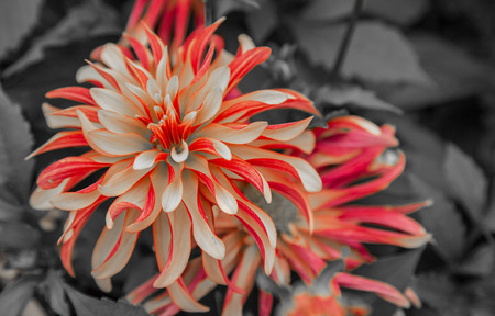 Close up picture of a flower .の写真素材