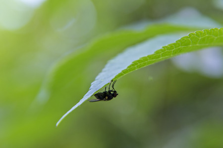 Closeup shot of a fly sat on a leaf