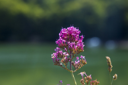 Wild pink flowers in devon england uk