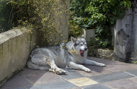 Alaskan malamute pet dog