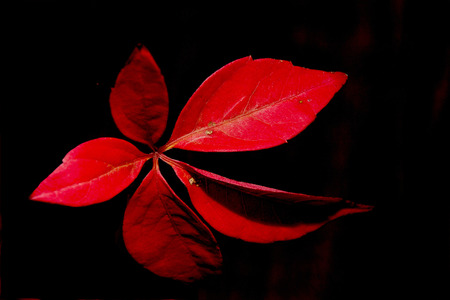 Showing a collection of tree leaves .