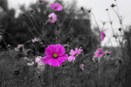 Showing a cosmos in a Devon garden UKの写真素材