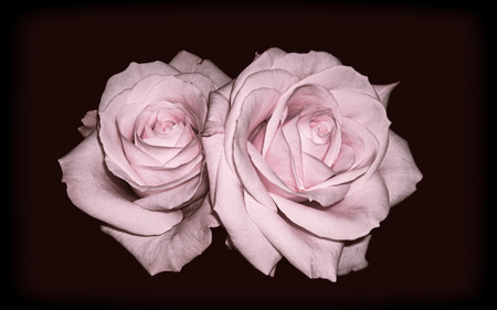 Isolated pink roses with a dark backgroundのeditorial素材