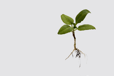 Showing an isolated plant on a white backgroundの写真素材