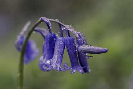 Showing a bluebell flower in a fieldの写真素材