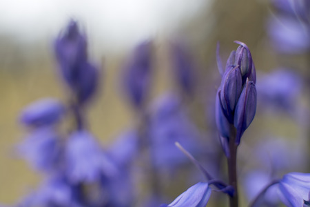 Showing a bluebell flower in a fieldの写真素材