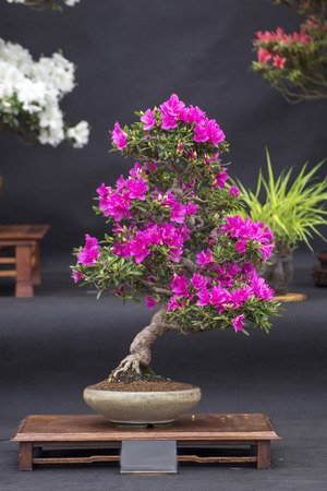 Wadebridge, Cornwall, UK, June 11 2016 - Bonsai tree sat on a black table, showing the leaves and trunks .のeditorial素材