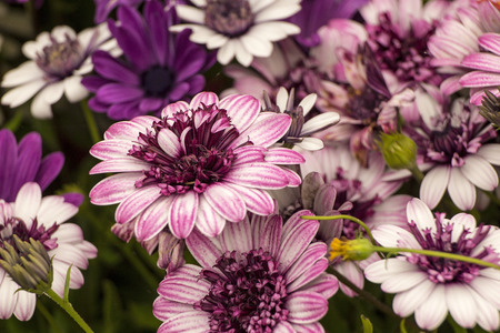 Showing a group of wild flowers .のeditorial素材