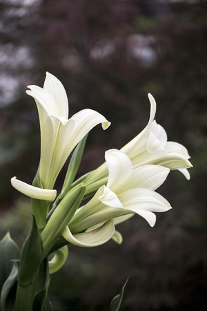 Showing a group of white lilys .のeditorial素材