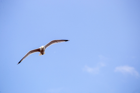 Showing a seagull in flight with a blue sky .のeditorial素材