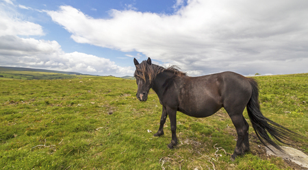 Dartmoor ponyの写真素材