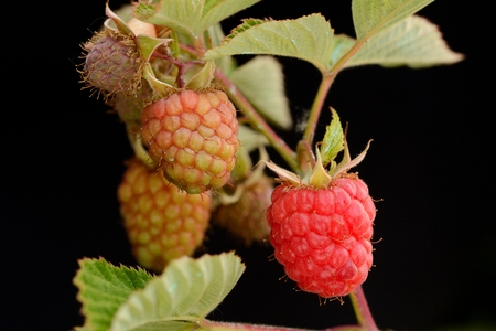 Ripening Raspberries