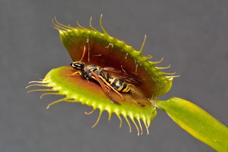Paper Wasp Caught by Venus Fly Trapの写真素材