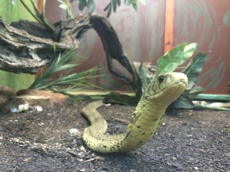 Snake