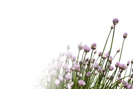 A clump of flowering chive blossoms against a white background with text space の写真素材