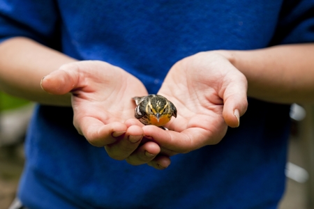 An injured finch rests in the palm of a young woman's hands.の写真素材