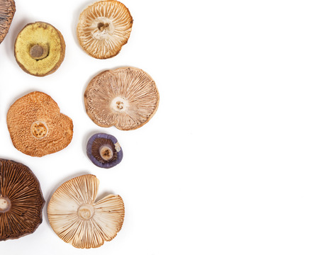 A variety of mushroom caps designed in a pattern against a white background.の写真素材