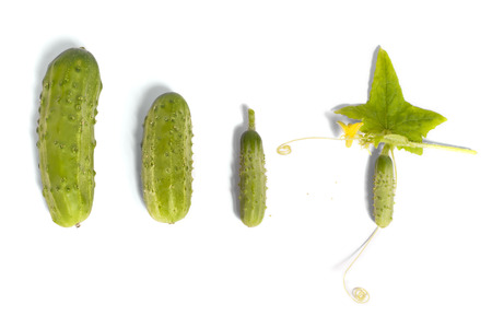 Four cucumbers show how they grow in size, isolated on a white background.の写真素材