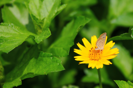butterfly fetching from sunflowerの写真素材