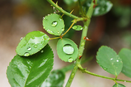 dew on leavesの写真素材