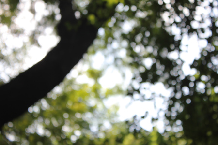 natural flora with bokeh backgroundの写真素材