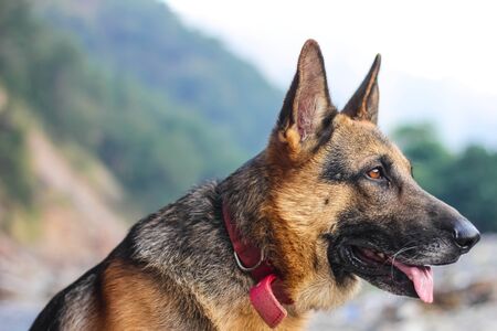 german shepherd with floppy ears and staring to someone eyes wide openの写真素材