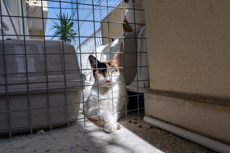 Calico cat with white, orange, and black fur lies relaxed behind a wire fence, basking in sunlight. The shelterâs concrete floor is partially shaded, and a pair of litter boxesの写真素材