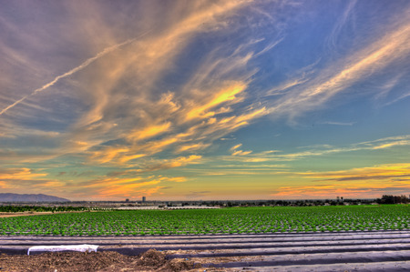 Morning sun over the agriculture fieldsの写真素材