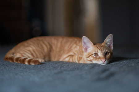 Tabby kitten lying low to the bedの写真素材