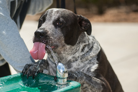 Mixed breed Heeler dog lapping water with his tongue.の写真素材