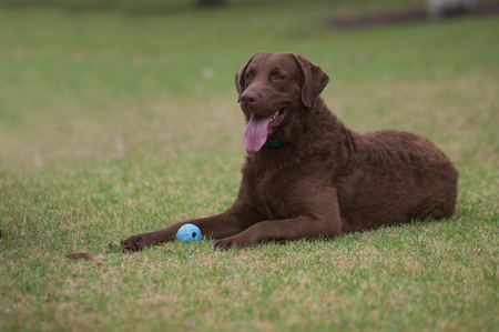 Chesapeake Bay retriever lying with his ball.
