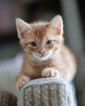 Furry baby Tabby kitten lying on sofa arm.の写真素材