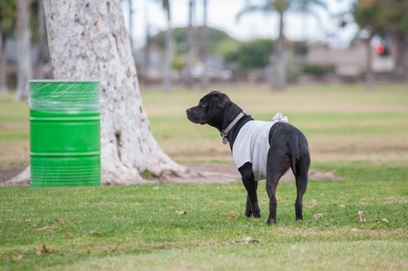 Pit Bull mix puppy wearing t-shirt at park.の写真素材