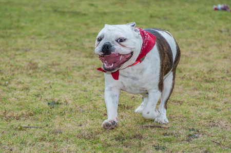 English Bulldog puppy running with mouth wide open at park.の写真素材